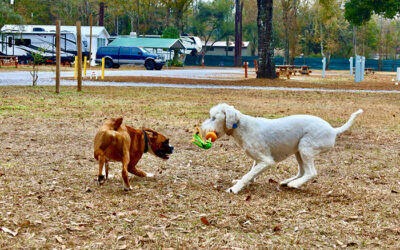 Top 10 Pet-Friendly Activities in Pensacola